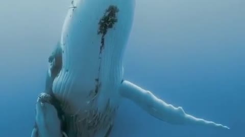🔴Mother whale Relationships are Thought to Be the Strongest Bond in the Species🐳