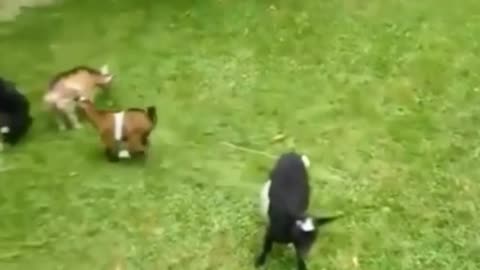 Funny goat getting crazy