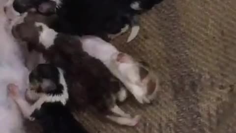 Video divertido 6: Una perra alimentando a sus cachorritos
