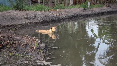 Nice dog swimming in leak