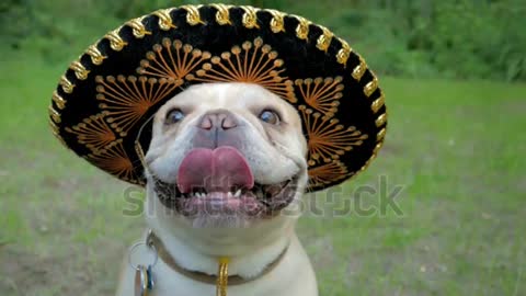Cute French Bulldog dog wearing funny sombrero party hat