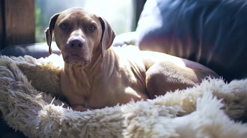 A pet dog on the bed