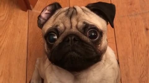 Pug Hilariously Tries To Resist The Treat
