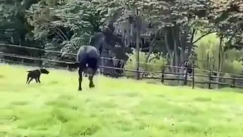 Black horse chasing dog vedio