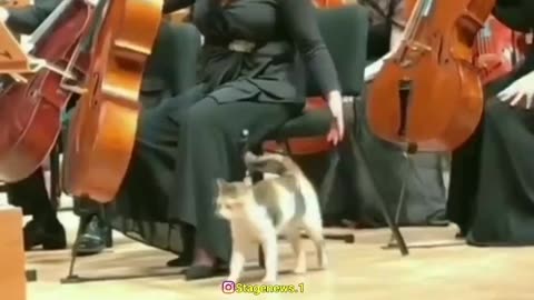 The cat does not move on the concert stage and enjoys the beautiful music