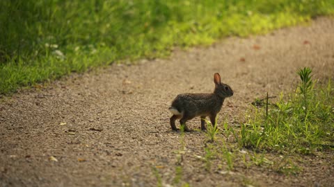 Wild rabbit with alert attitude walks on forest path
