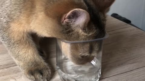 Cat Can't Reach Bottom Of Cup