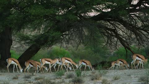 African Wildlife Wild Animals from South Africa, Botswana and Madagascar.