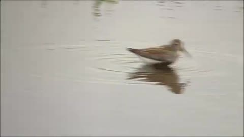 Dunlin (Calidirs alpina)