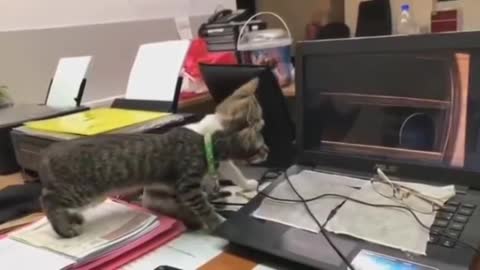 An amazing video of two cats watching historical documentary about their ancestors