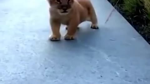 This Lion Cub Trying to Roar is the Cutest Thing Ever You Will See