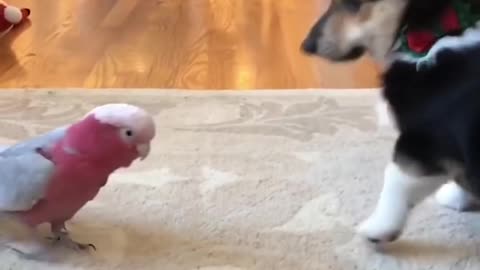 Cutie Parrot Playing With Dog | Funny Compilation #viral #trending