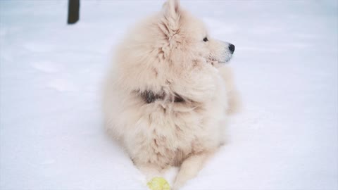 Funny White Samoyed dog play on snow