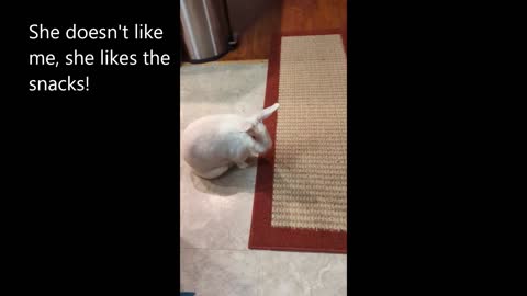 Marzanna Chasing Me Around The Dishwasher