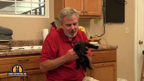 3 week old black German Shepherd puppies!!!