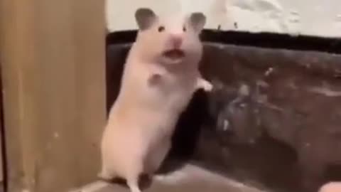 Startled Hamster