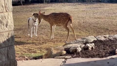 Dog shares sweet moment with rescued deer