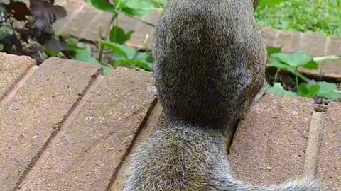 Mika The Squirrel is showing her beautiful bushy tail 🐿️.