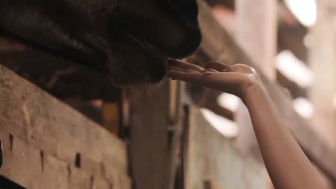 Feeding horse a green apple in paddock