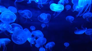 Glowing jellyfish