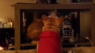 Dog enjoys the movie Spanglish