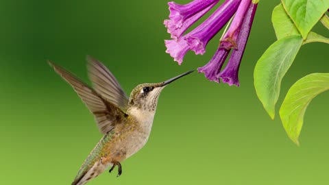 Hummingbirds Prove God Created (No Evolution)
