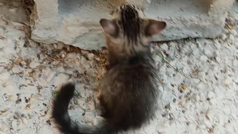 Cat chases another cat