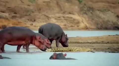 Crocodile defeat other animal in the water