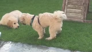 Dog shakes butt backyard