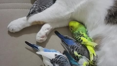 Cat and Parakeets Nap Together