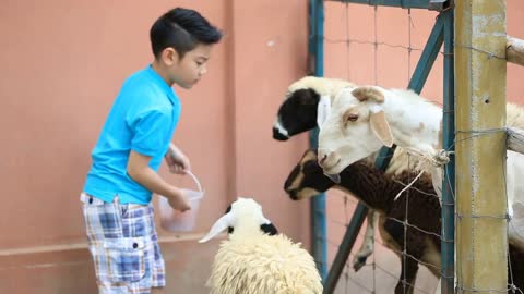 Asian kid feeding sheep in in farm