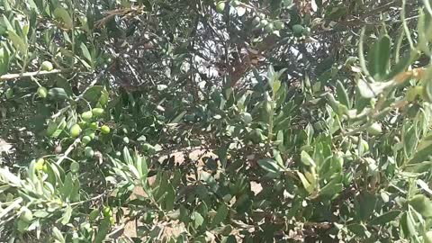 Olive tree | olive garden