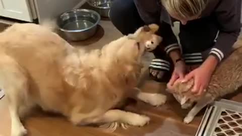 Jealous Dog Tries To Get Attention Back From Owner
