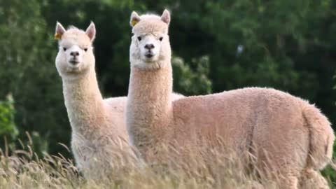 TOP 10 Facts You Didn't Know About Alpacas!