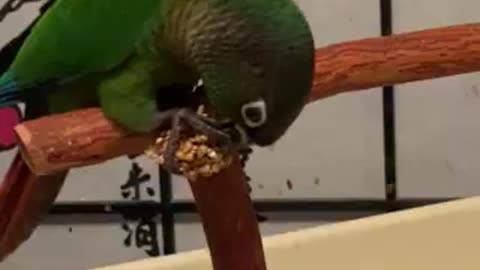 Merlin Learning To Hold Food