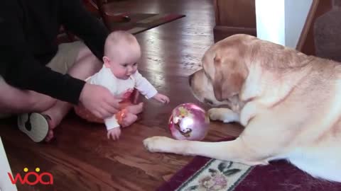 Baby Laughing at Labrador Dog because they are best friends | Dog loves Baby Compilation
