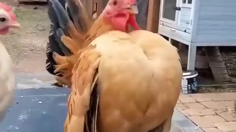 Broad-Breasted Hen Dance 💃🐔 - Watch This Hilarious Hen Strut Her Stuff!