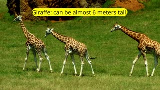6 largest animals in the world