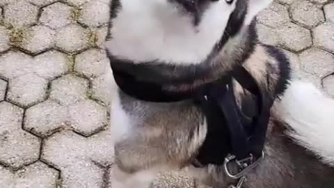 Walking with husky dog