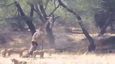 king of the lion vs.giraffe {tallest animal}