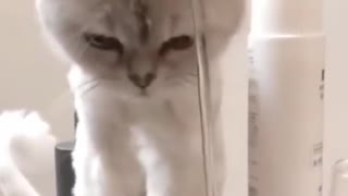 Cat cutie with water