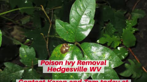 Poison Ivy Hedgesville WV Contractor