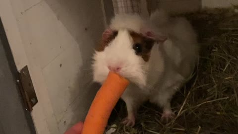 Cute guinea pig nibbles carrot