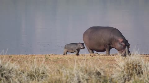 Hippo Mom and Baby