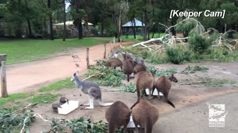 Rosie the Red Kangaroo chases her little Rascal