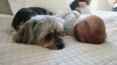 Dog-and-baby-lying-down-together