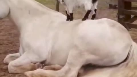 Cute Goats - Love Horse #shorts