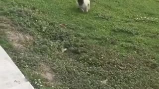 Pug running grass face plant