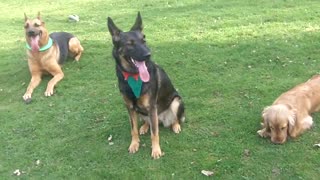 Cocker plays with two lovely German Shepherd dogs