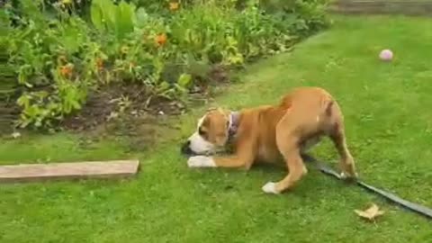 Amstaff puppy playing with branches 🐶🦴🐶